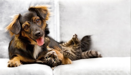 Your Couch Might Be Dirtier Than Your Floors